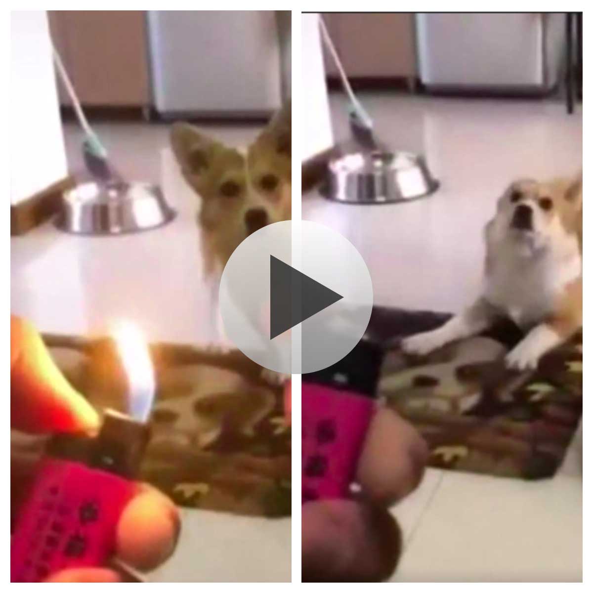 This Dog Was Shocked Out of His Mind