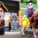 Dog Halloween costumes