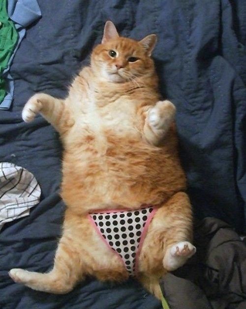cat in bikini 