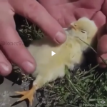 Putting that bird to sleep