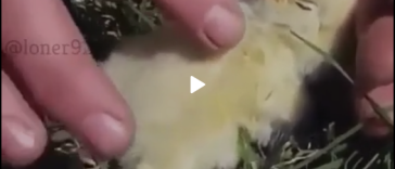 Putting that bird to sleep